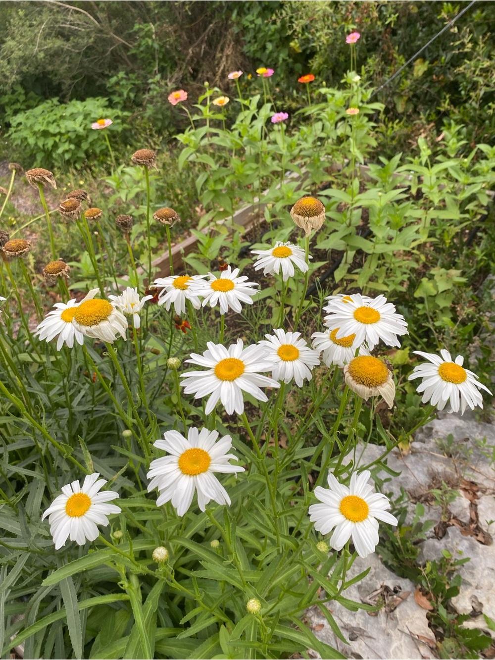 Shasta Daisy Seeds